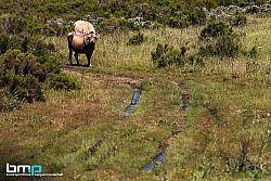 180609-Sardegna-00-Benjamin Butschell-4795