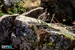 180609--GW-IMG 2553
