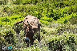 Rally Italia Sardegna 2018901