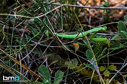 180708---Martin Butschell-1071